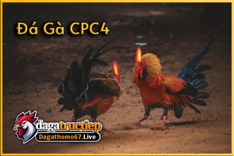 Giới thiệu về hình thức đá gà CPC4