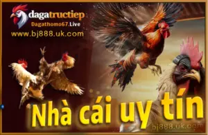 App BJ888, Ứng dụng đá gà trên di động 2025