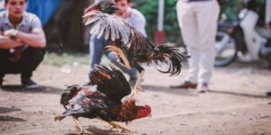 Bệnh Thường Gặp Ở Gà Chọi - Cách Chữa Trị Hiệu Quả Cho Sư Kê