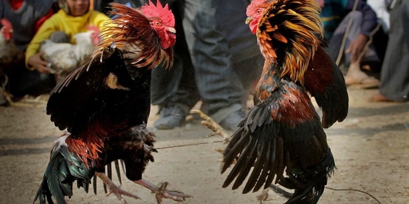 Các thể loại thi đấu đá gà CPC1 hấp dẫn nhất