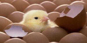 Cách Nuôi Gà Chọi Con - Nuôi Chiến Kê Nhanh Lớn Sung Sức