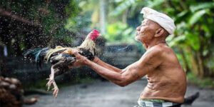 Cách Tắm Cho Gà Chọi - Phương Pháp Vệ Sinh Thần Kê Hiệu Quả