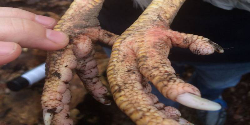 Chi tiết cách trị gà bị sưng chân hiệu quả và dễ thực hiện