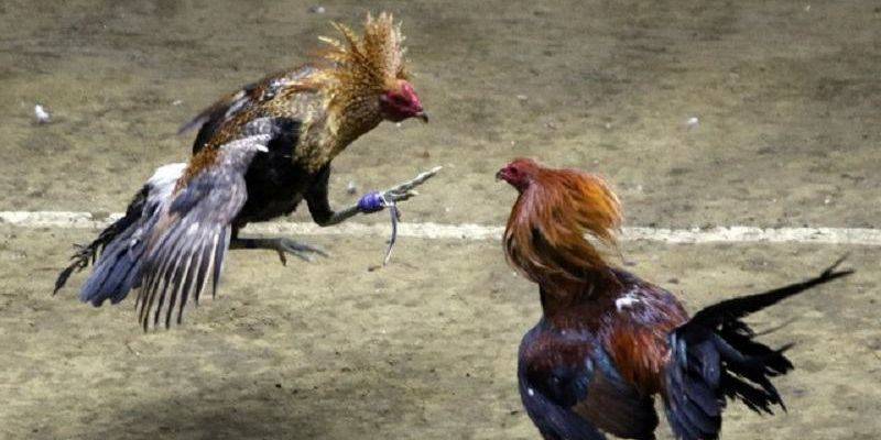 Chi tiết về luật chơi cũng như cách tổ chức của trường gà C1