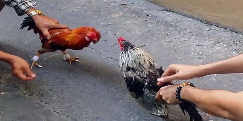 Chiến lược tham gia trường gà C2 hiệu quả từ chuyên gia