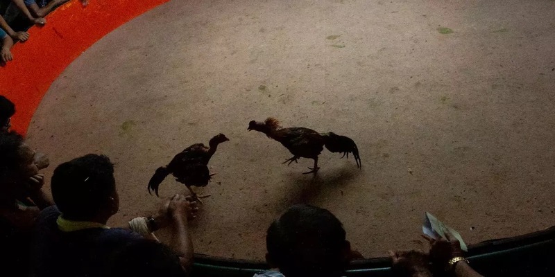 Đá gà Campuchia là gì?