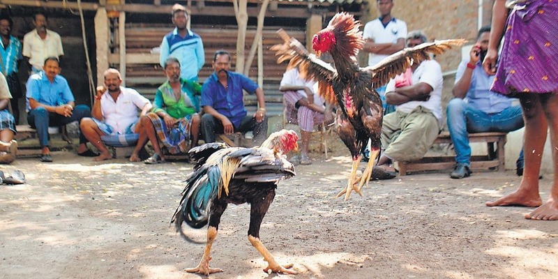 Đá gà CPC5 là gì?