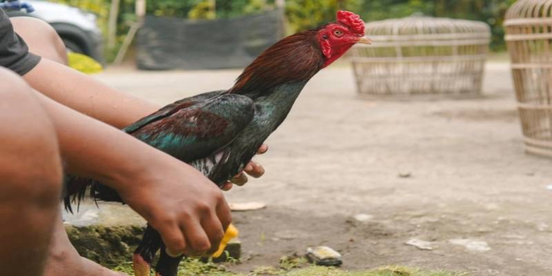 Hướng dẫn cách làm gà sung sức hăng máu hiệu quả nhất