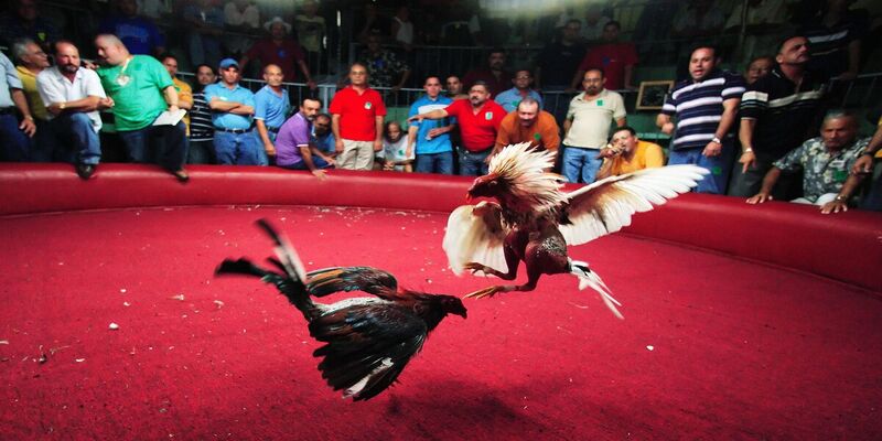 Luật chơi đá gà Campuchia hiện tại ở ĐÁ GÀ THOMO