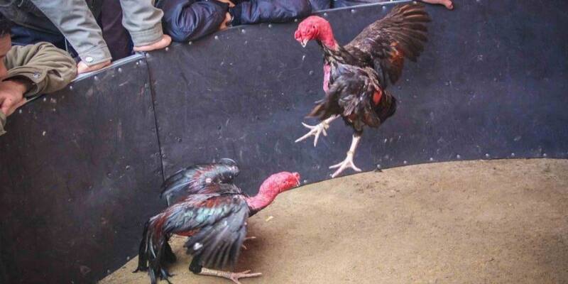 Lưu ý quan trọng khi đặt cược tại trường gà C1