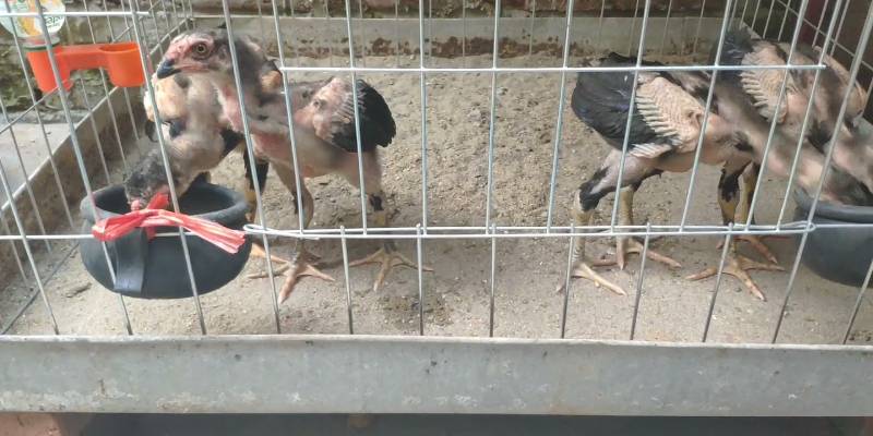 Lưu ý quan trọng trong cách nuôi gà chọi con mà sư kê cần nắm