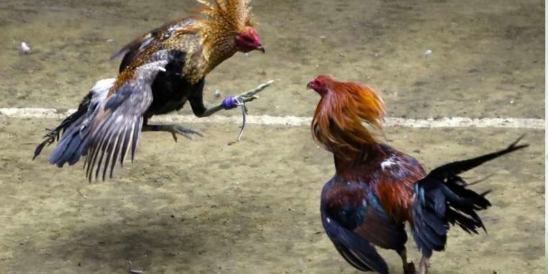 Một vài lưu ý khi tham gia đá gà CPC4