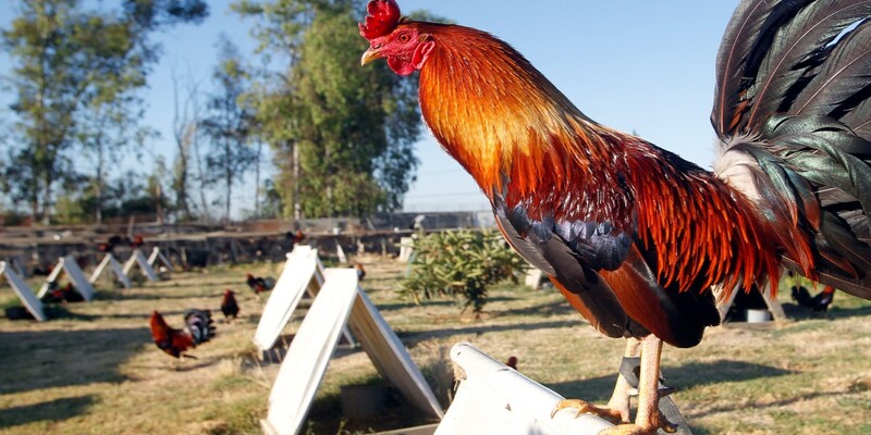 Những hot kê trong đá gà Campuchia