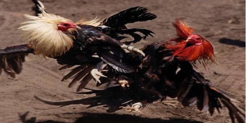 Những thể loại cá cược phổ biến nhất tại trường gà Thomo