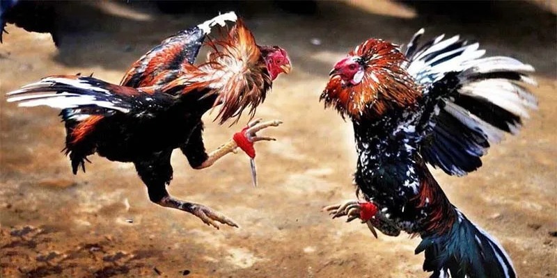 Quy định khi xem và chơi đá gà CPC2