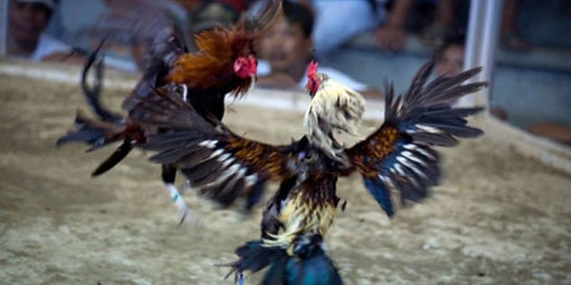 Thế mạnh nổi bật khác biệt của đá gà cựa dao
