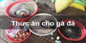 Thức Ăn Cho Gà Đá - Bí Quyết Giúp Gà Tăng Cơ Bắp Dễ Dàng