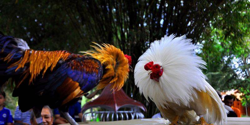 Tổng quan thông tin kê thủ cần nắm về trường gà Thomo