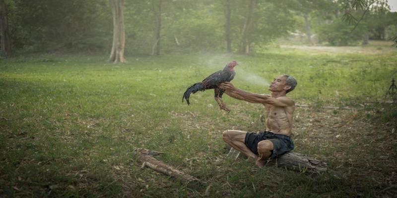 Vì sao cần phải tìm hiểu cách tắm cho gà chọi?